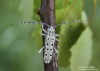 kozlíček (Brouci), Saperda perforata, Cerambycidae, Saperdini (Coleoptera)